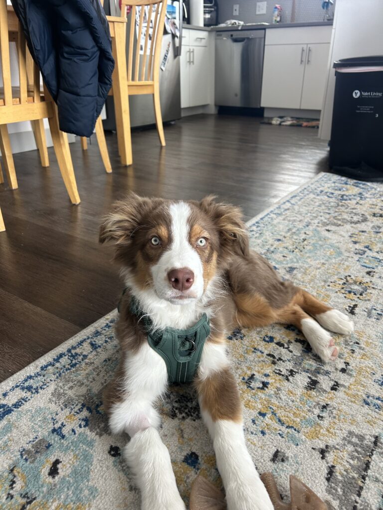 Ani the Australian Shepherd